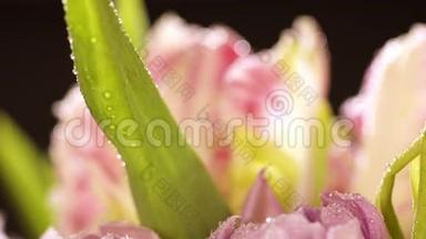 水溅在一束美丽的郁金香上. 浅粉色郁金香花开在黑色背景上.. A.